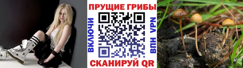 хочу MEGA ТОР Псилоцибиновые грибы мухоморы Приозерск